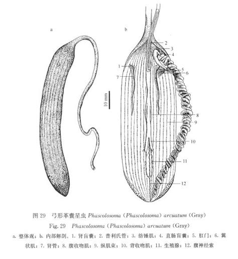 弓形革囊星蟲|弓形革囊星虫养殖、营养和生物学功效的研究进展